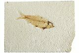 Fossil Fish (Knightia) - Wyoming #224490-1